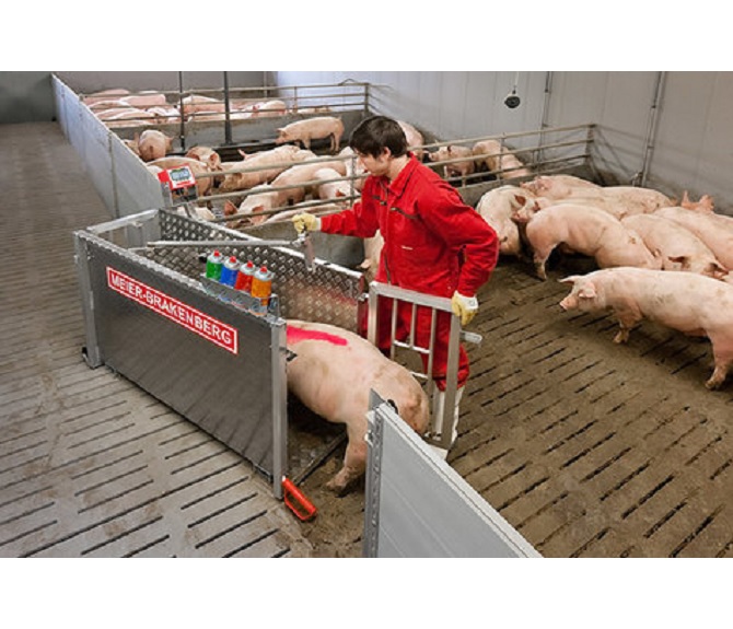 Individual swine weighing system WA21